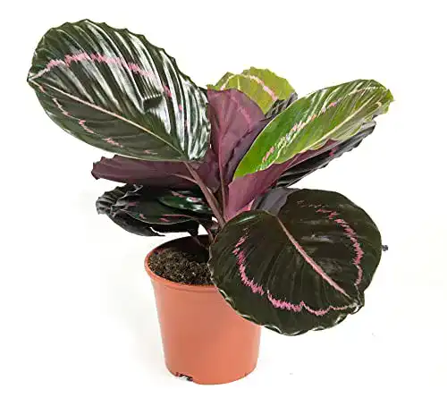 Korbmarante mgc24 Calathea roseopicta Illustrious, ca. 45cm