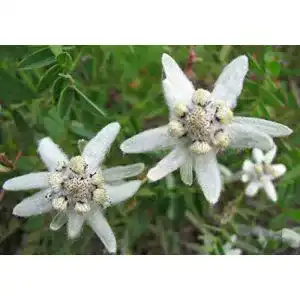 Edelweiß-Samen SVI Weiß Edelweiss Seeds G84, 200 Samen