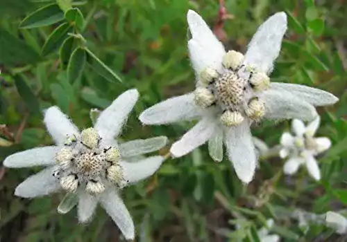 Edelweiß-Samen SVI Weiß Edelweiss Seeds G84, 200 Samen