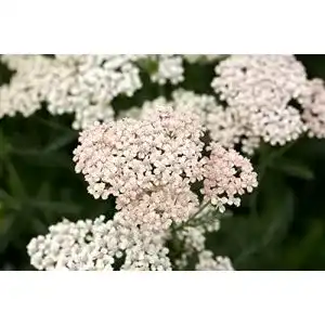 Schafgarbe-Pflanze PlantaPro Achillea millefolium ‘Apfelblüte’ P 0,5
