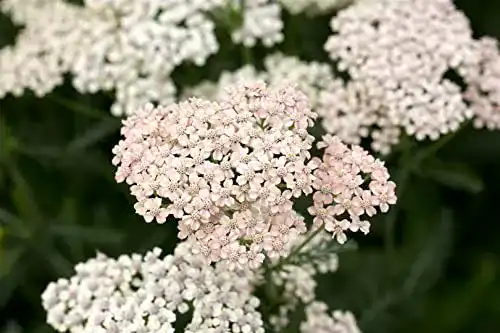 Schafgarbe-Pflanze PlantaPro Achillea millefolium ‘Apfelblüte’ P 0,5