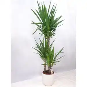 Yucca-Palme PalmenLager.de Yucca elephantipes 3er Tuff
