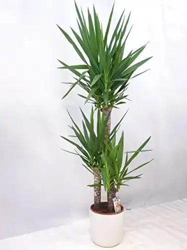 Yucca-Palme PalmenLager.de Yucca elephantipes 3er Tuff
