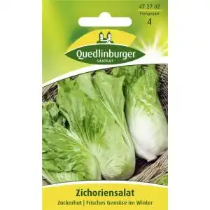 Zuckerhut-Samen Quedlinburger Saatgut Zichoriensalat