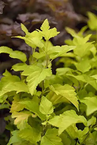 Blasenspiere PlantaPro Physocarpus opulifolius ‘Dart’s Gold’