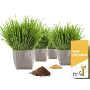 Katzengras purr paw 2er Pflanzset aus Bio-Samen, Schale