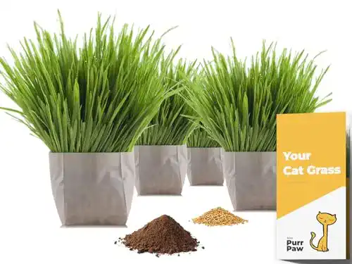 Katzengras purr paw 2er Pflanzset aus Bio-Samen, Schale