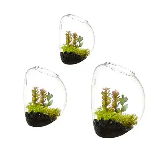 Pflanzen-Terrarium NewDreamWorld ‘s Set mit 3 verschiedenen