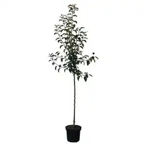 Boskoop-Apfelbaum Müllers Grüner Garten Shop Apfelbaum Grüner
