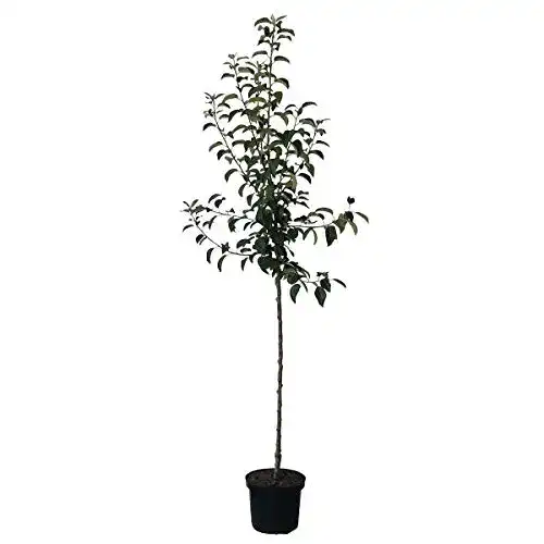 Boskoop-Apfelbaum Müllers Grüner Garten Shop Apfelbaum Grüner