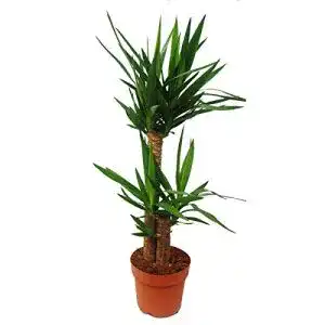 Yucca-Palme exotenherz, Palmlilie, 2 runde Stämme, ca. 80cm hoch
