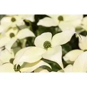 Blumen-Hartriegel PlantaPro, ‘Schmetterling’ winterhart
