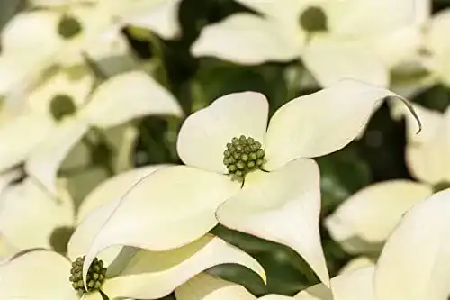 Blumen-Hartriegel PlantaPro, ‘Schmetterling’ winterhart