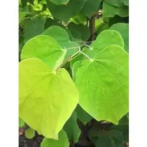 Judasbaum Baumschule Pflanzenvielfalt Cercis canadensis Rising Sun