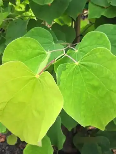 Judasbaum Baumschule Pflanzenvielfalt Cercis canadensis Rising Sun