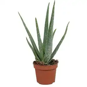 Aloe-vera-Pflanze unsere-gaertnerei-mueller Echte Aloe Vera