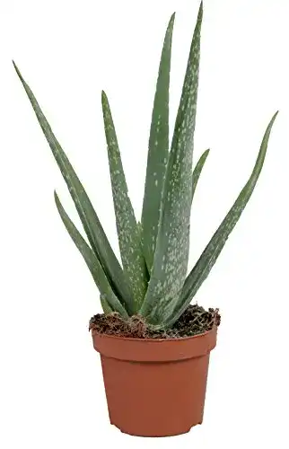 Aloe-vera-Pflanze unsere-gaertnerei-mueller Echte Aloe Vera