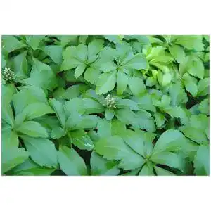 Dickmännchen Stauden Gänge 100 x Pachysandra terminalis