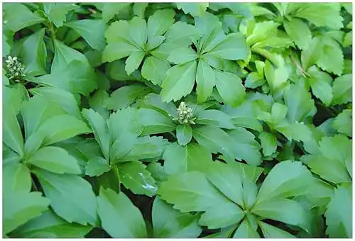 Dickmännchen Stauden Gänge 100 x Pachysandra terminalis