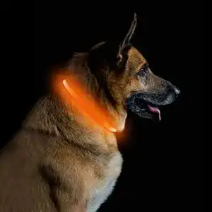 Leuchthalsband Hund PetIsay LED Halsband USB wiederaufladbar