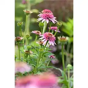 Echinacea-Pflanze PlantaPro Purpursonnenhut, Staude