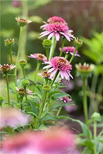 Echinacea-Pflanze PlantaPro Purpursonnenhut, Staude