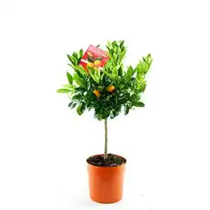 Orangenbaum Blumen Senf Calamondinorange 80 cm