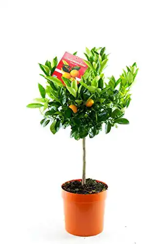 Orangenbaum Blumen Senf Calamondinorange 80 cm