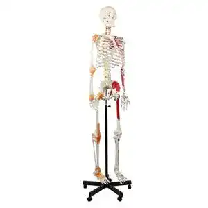 Anatomie Skelett Cranstein Scientific Cranstein A-125 Skelett