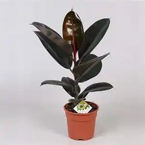 Gummibaum Blumen Senf Ficus elastica Abidjan 30-40 cm