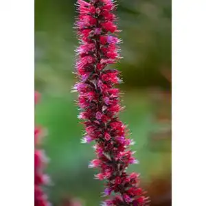 Natternkopf-Samen Grow Your Secret Garden Roter Natternkopf