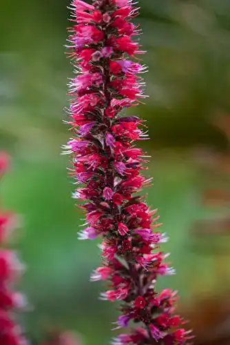 Natternkopf-Samen Grow Your Secret Garden Roter Natternkopf