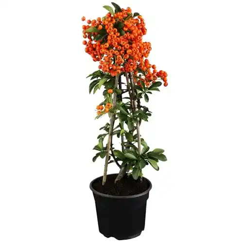 Feuerdorn Garten Schlüter Red Column Pyracantha Rot