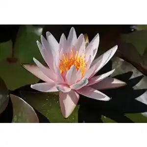 Zwergseerosen ZAC Wagner Pfirsichfarbene Zwergseerose