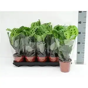 Korbmarante Blumen Senf Maranta leuconeura Kerchoveana 30 cm