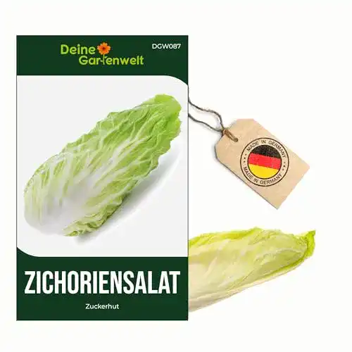 Zuckerhut-Samen Deine Gartenwelt Zichoriensalat