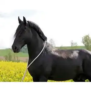 Halsring Pferd Pferdeseile_DE Halsring aus Baumwolle – Pferdering