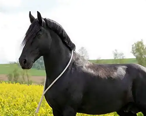 Halsring Pferd Pferdeseile_DE Halsring aus Baumwolle – Pferdering