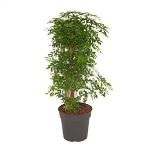 Schefflera botanicly, Kleine Strahlenaralie, Höhe: 100 cm