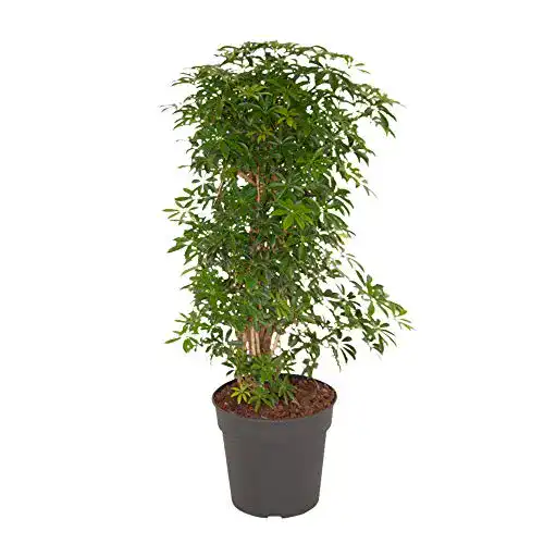 Schefflera botanicly, Kleine Strahlenaralie, Höhe: 100 cm