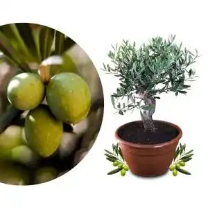 Olivenbaum Meine Orangerie Bonsai – echtes Olivenbäumchen