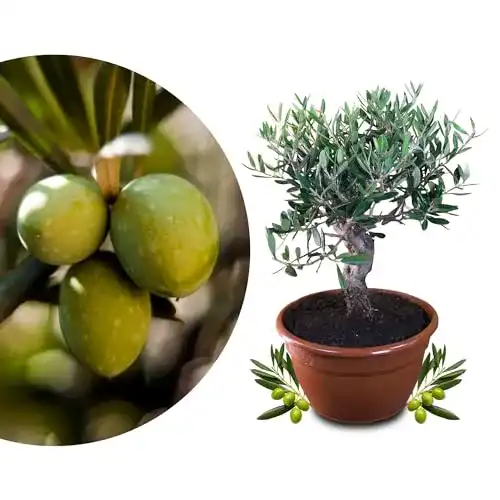 Olivenbaum Meine Orangerie Bonsai – echtes Olivenbäumchen