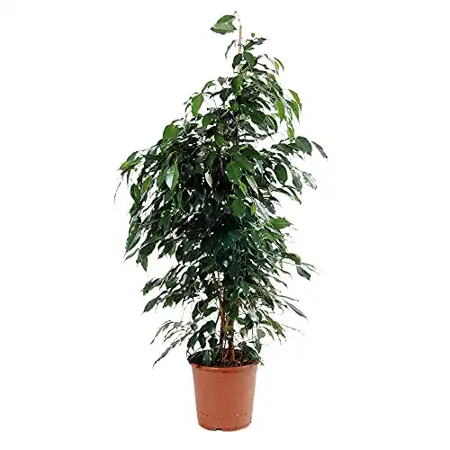 Die beste Ficus BAKKER benjamina "Danielle" Birkenfeige, 100-110 cm 2026 Test Bestseller Ficus BAKKER benjamina “Danielle” Birkenfeige, 100-110 cm