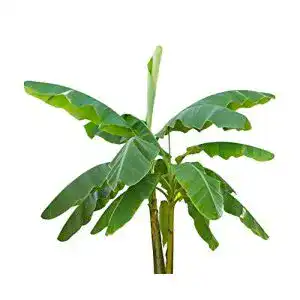 Bananensamen tropical-seeds Musa velutina 20 Zwergbananen