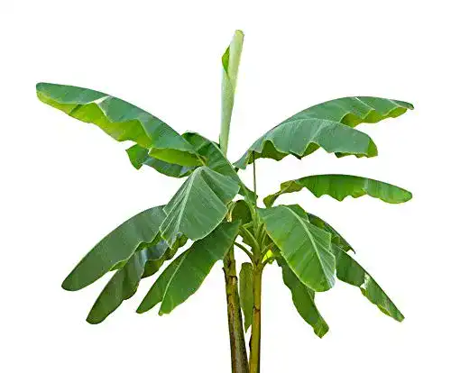Bananensamen tropical-seeds Musa velutina 20 Zwergbananen