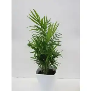 Bergpalme Dominik Blumen und Pflanzen, breitblättrig, 3 Pflanzen