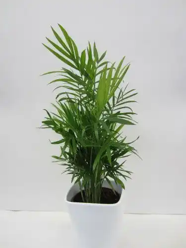 Bergpalme Dominik Blumen und Pflanzen, breitblättrig, 3 Pflanzen