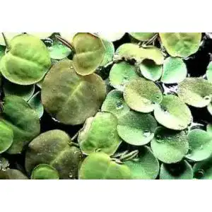 Wolfsmilch Mühlan Wasserpflanzen 20 x Wasser Phyllanthus