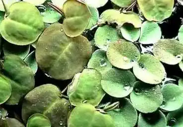 Wolfsmilch Mühlan Wasserpflanzen 20 x Wasser Phyllanthus