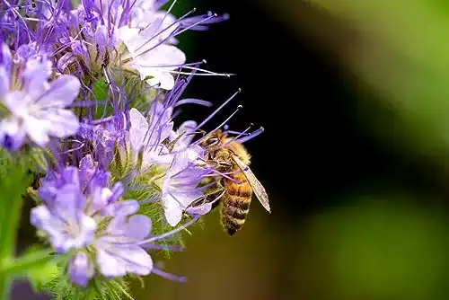 Phacelia-Samen Generisch 5000 Phacelia Samen Bienen Wiesen